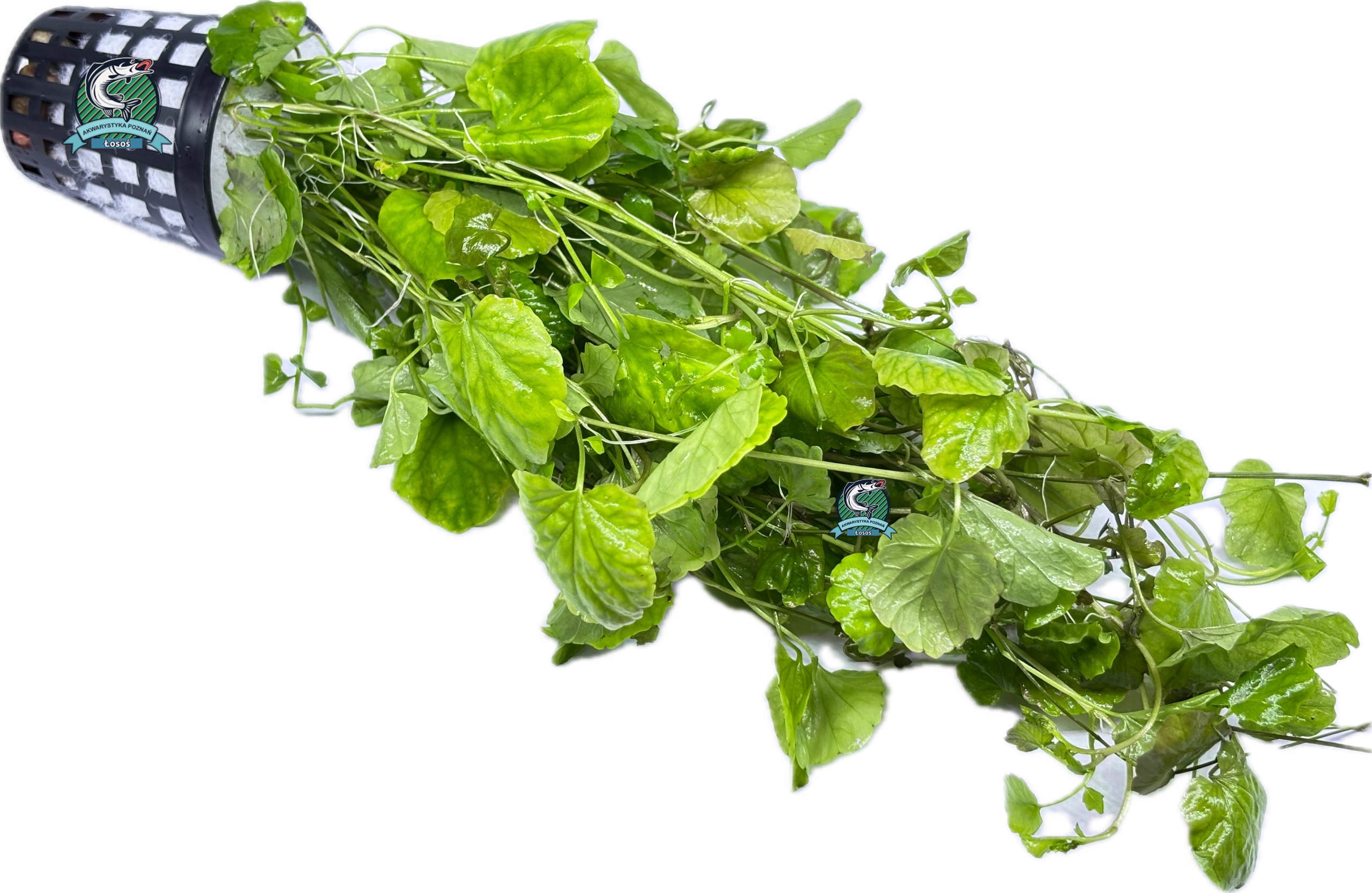 Cardamine lyrata [корзина]