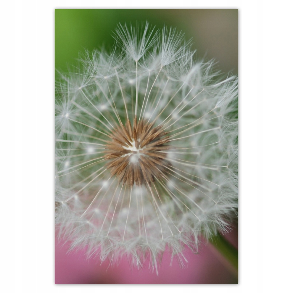 

Plakaty 62x93 Dmuchawiec Kwiat Kwiatki