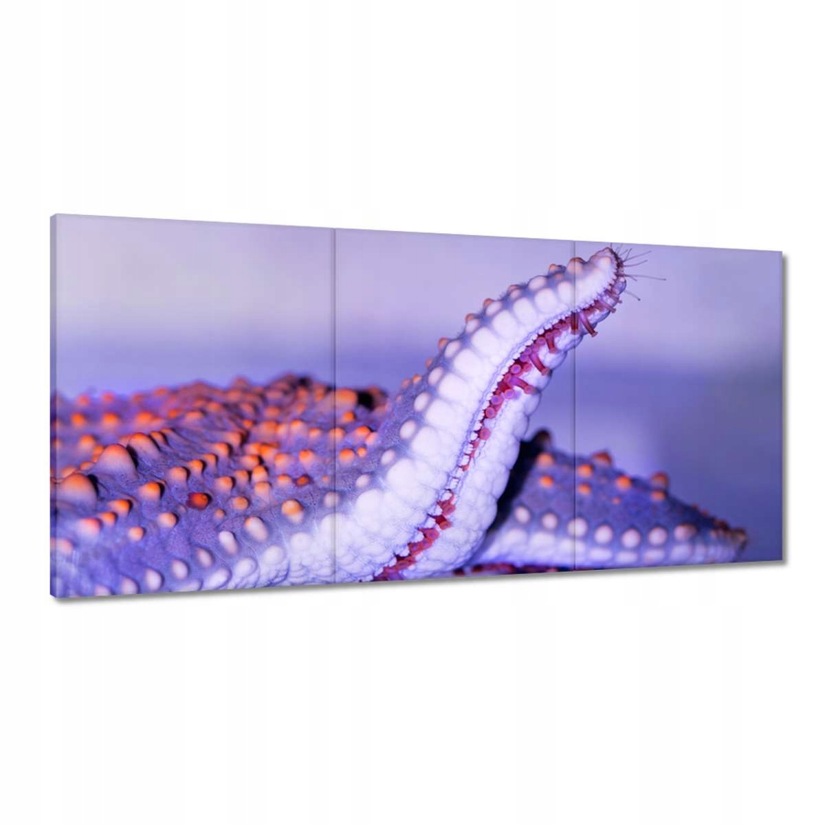 Obrazy 180x90 Zvieratá Zvieratká