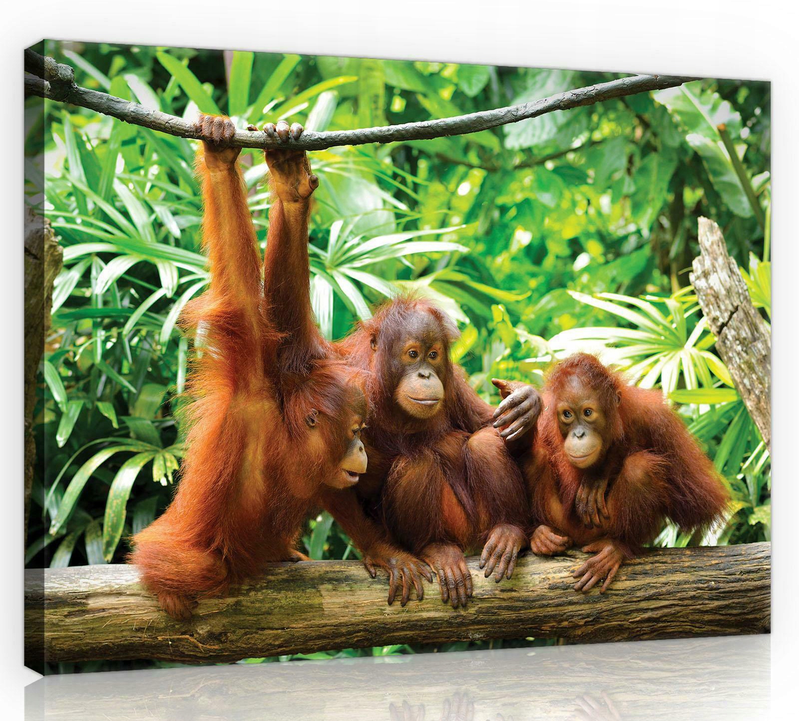 Obraz Na Plátně Canvas 100x75 Orangutan Džungle
