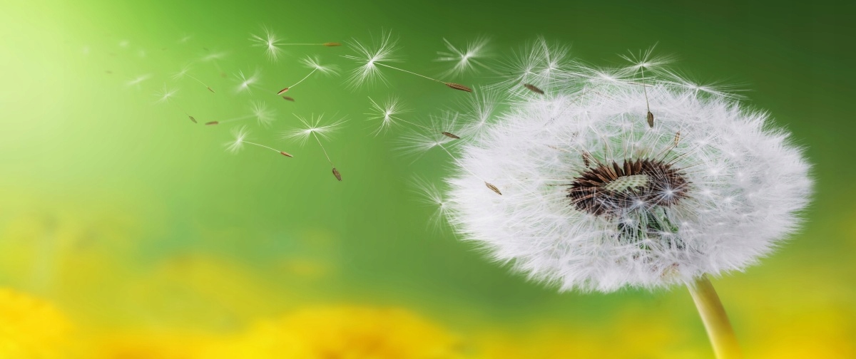 

Tapeta flizelinowa Dmuchawiec - 250x104