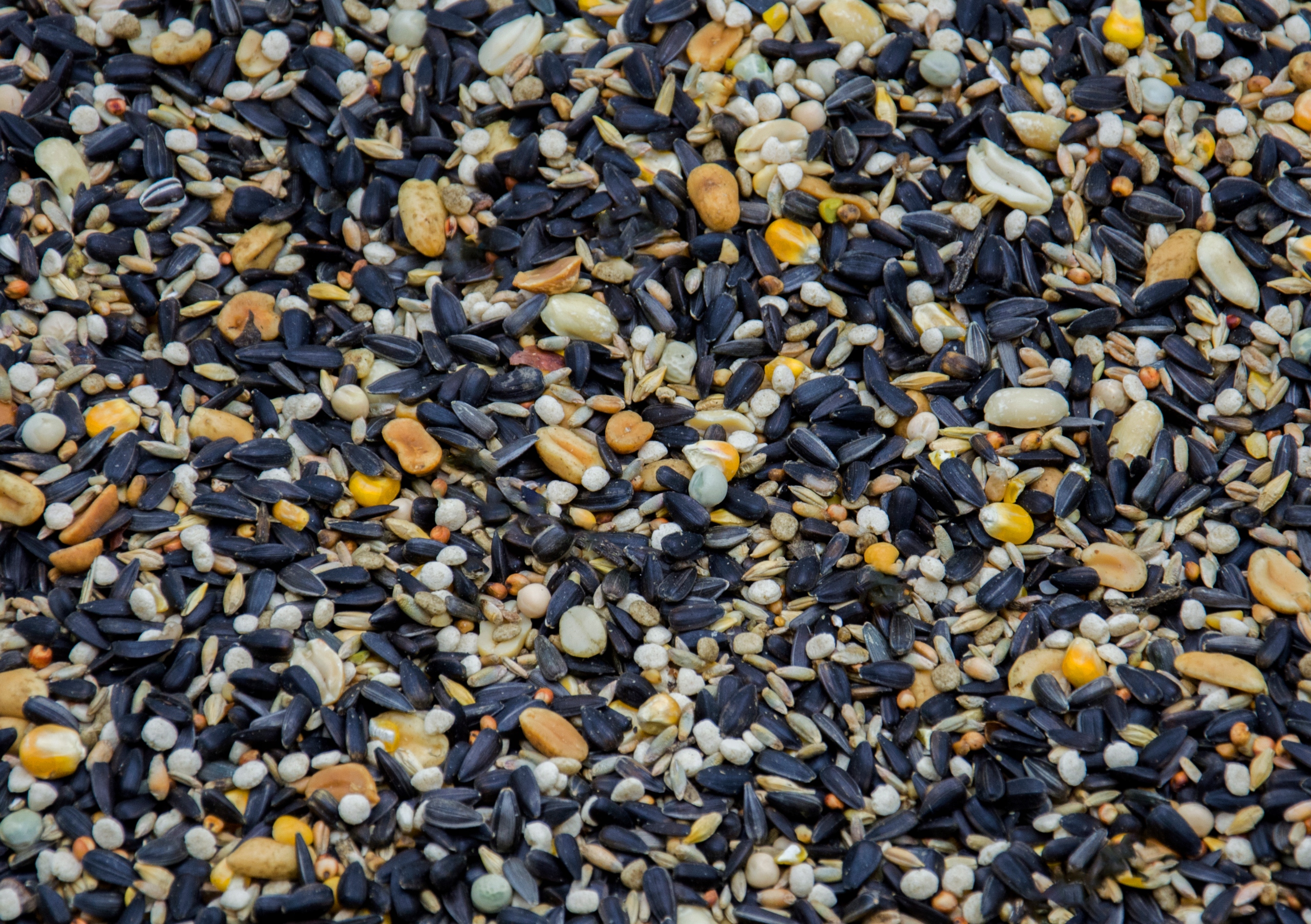 KARMA SŁONECZNIK ORZECH DROBNE ZIARNO DLA PTAKÓW Waga 0 kg