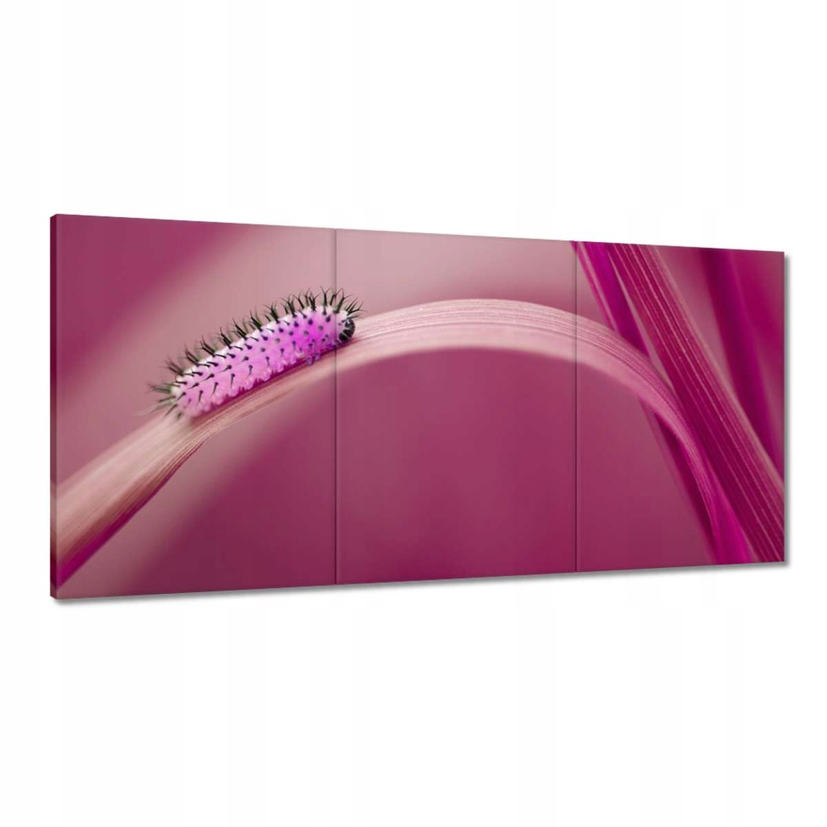 Obrazy 180x90 Ružová húsenica