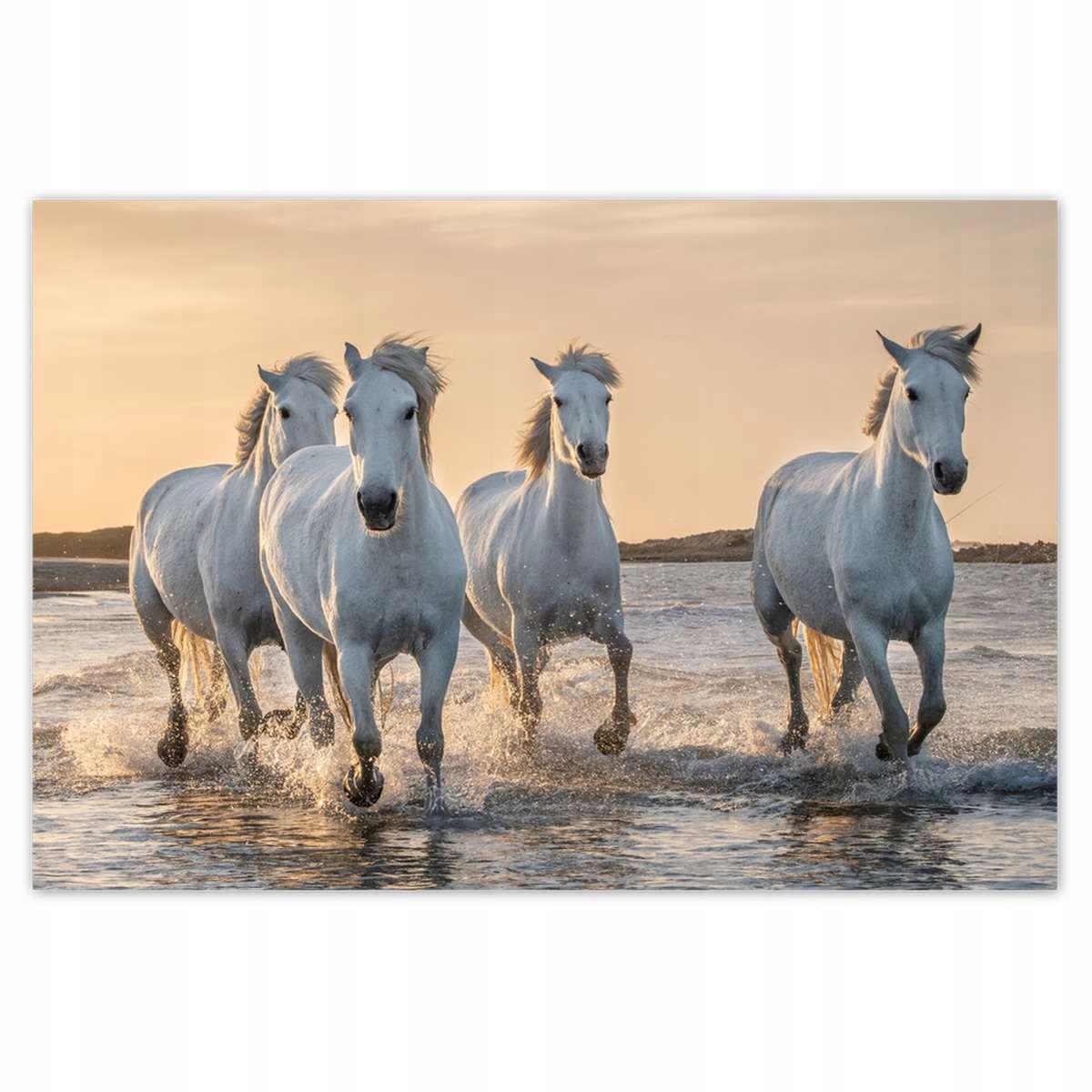 Plakáty 200x135 Divocí koně Wild Horses