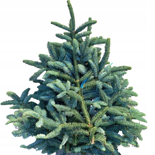 

Gałązki Jodły Nobilis Idealne Do Dekoracji Piękne