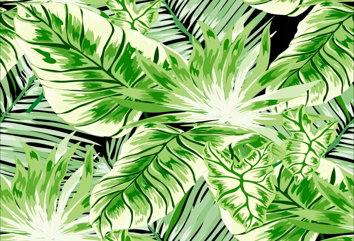 

Fototapeta Flizelinowa Palma Monstera - 104x70
