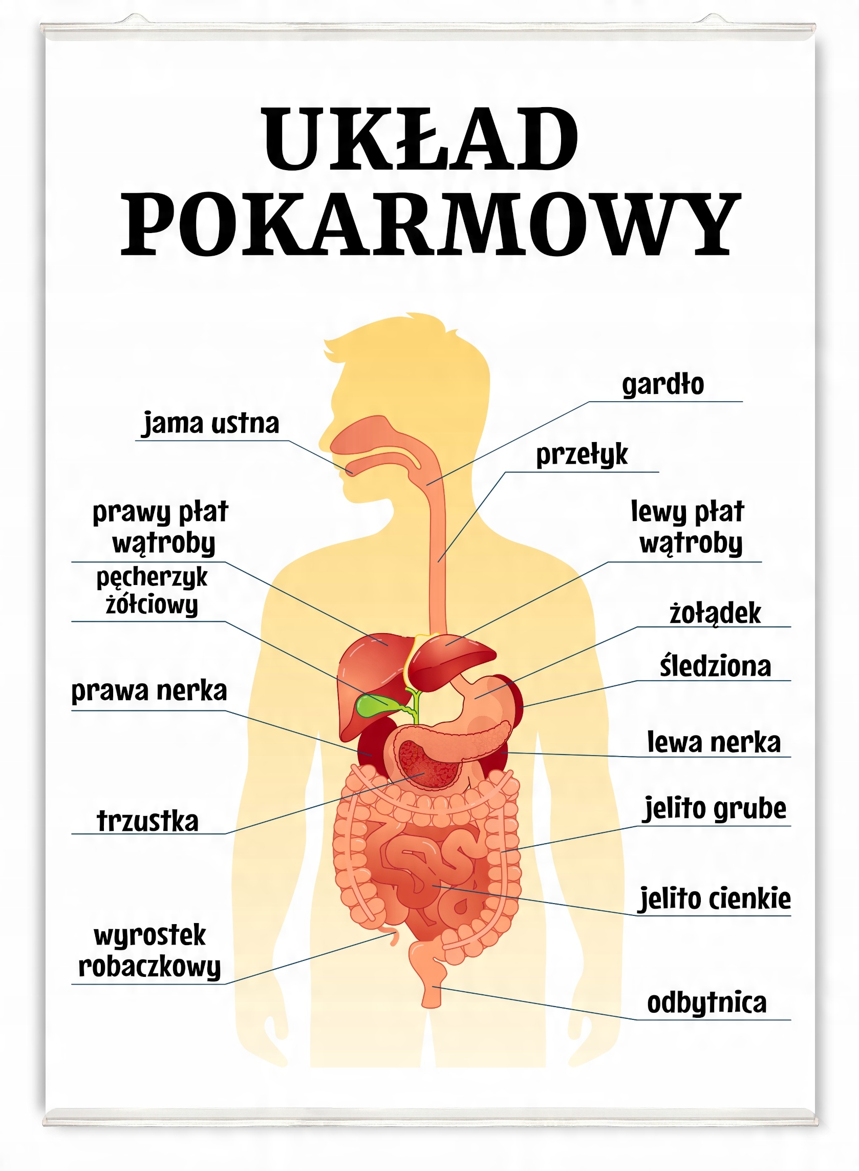 

Plakat edukacyjny układ pokarmowy człowieka