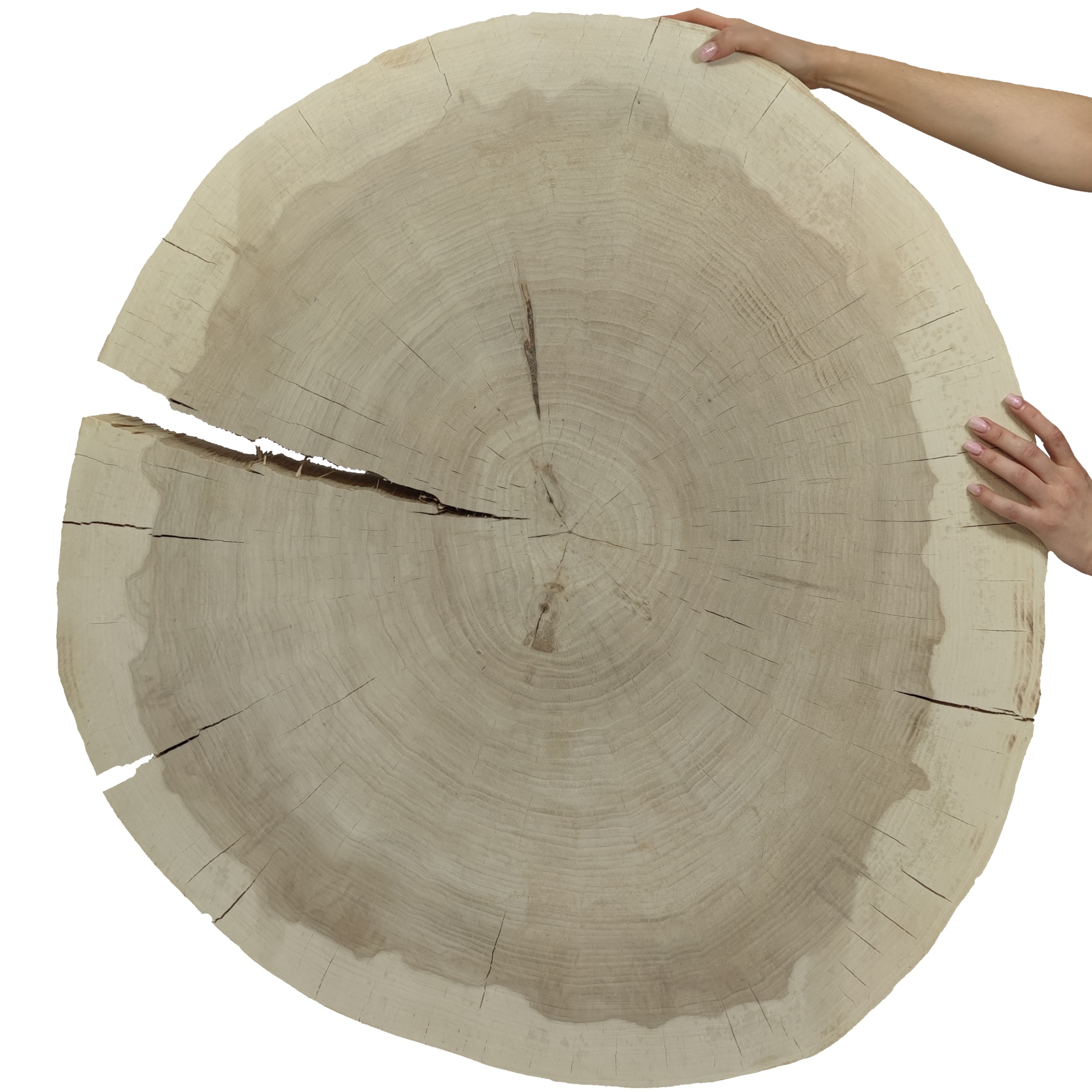 Dřevěný plát topol dřevěná deska na konferenční stolek Topola Unikát 150146