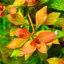 Ludwigia Atlantis подводное разведение
