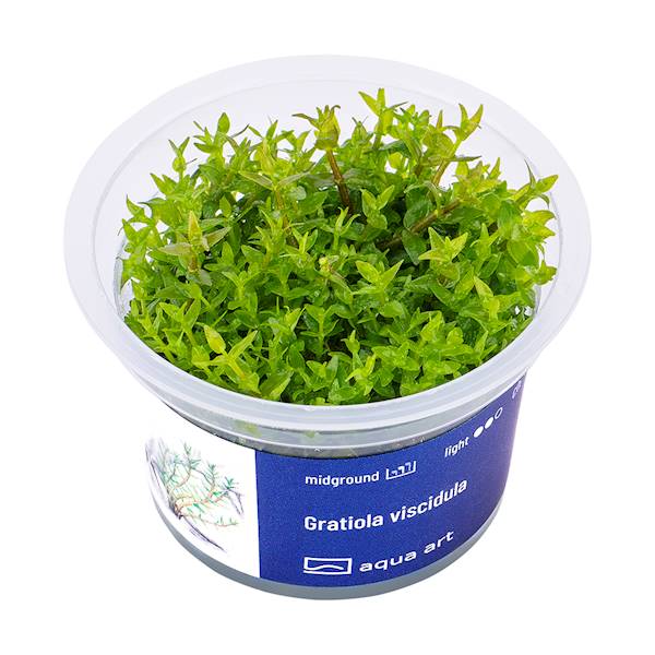AquaArt Gratiola viscidula ROŚLINA IN VITRO KUBEK 5cm