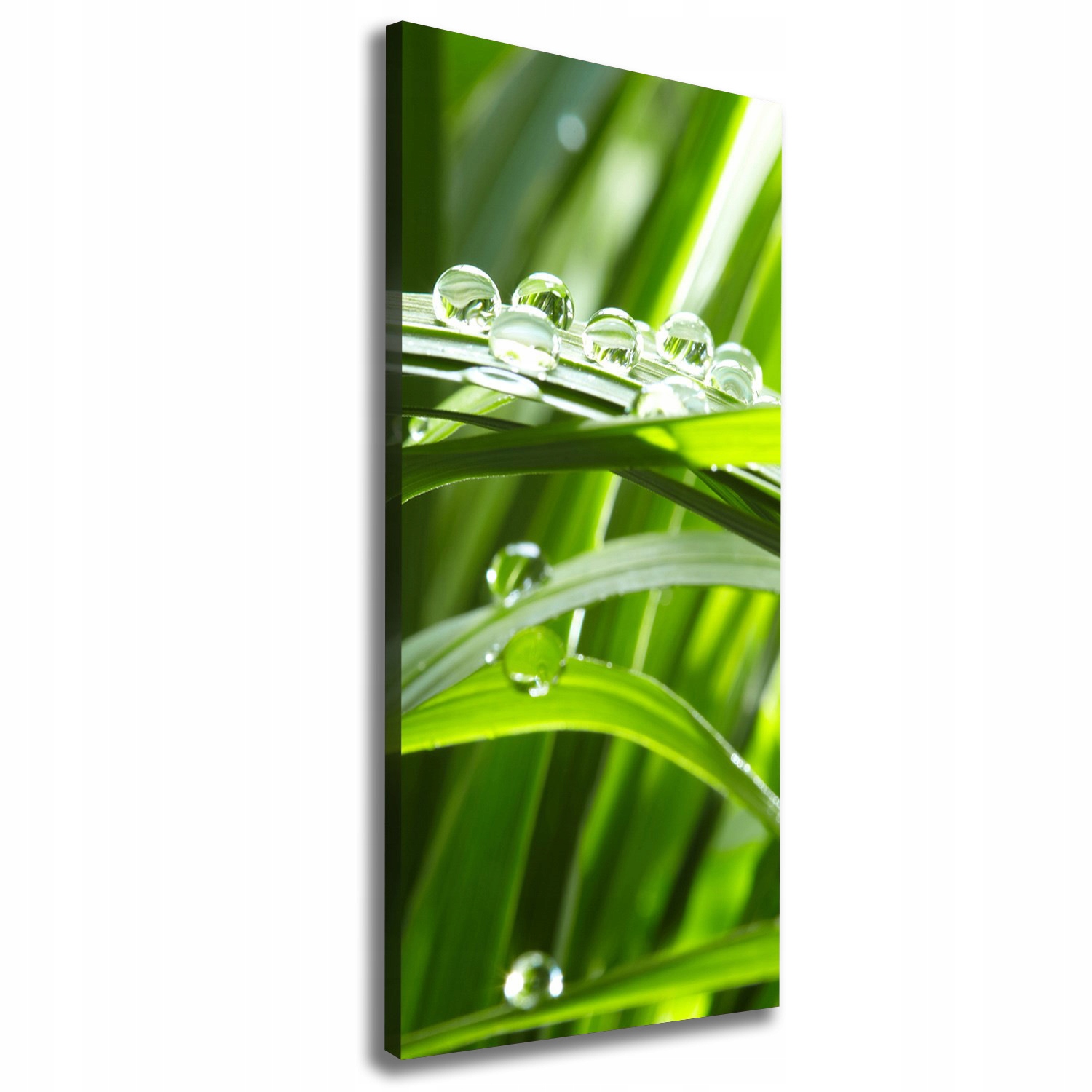 

Foto obraz canvas do salonu Źdźbła trawy 50x125
