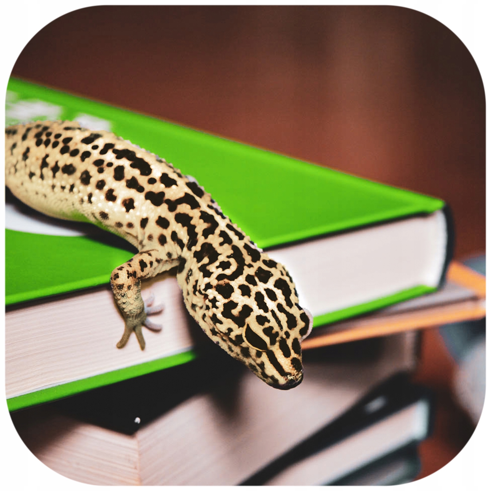 BAKTERIE DO FILTRA - UTRZYMUJĄ KRYSTALICZNĄ WODĘ Rodzaj preparatu biologiczny