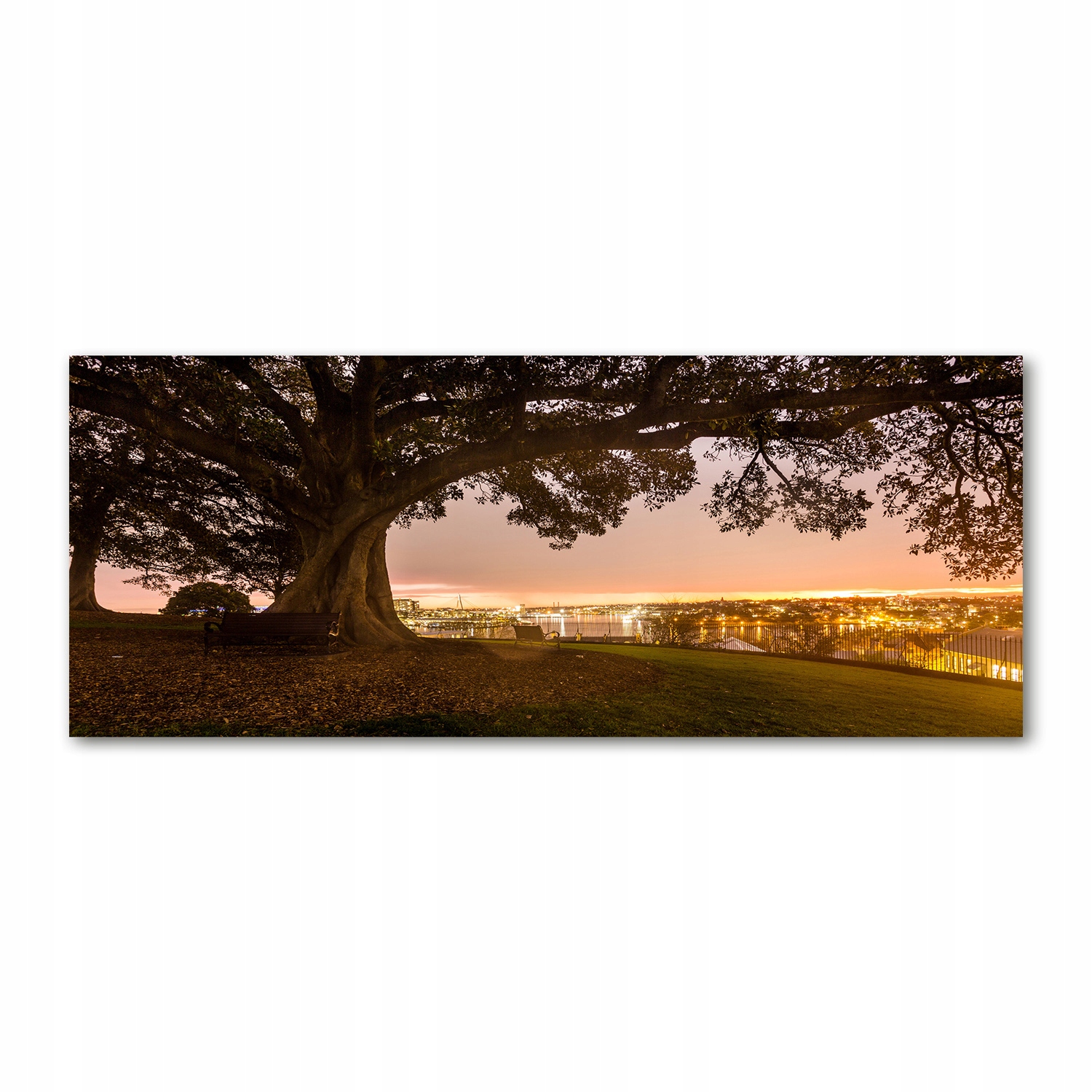 

Foto obraz akryl zdjęcie Stare drzewo 125x50 cm