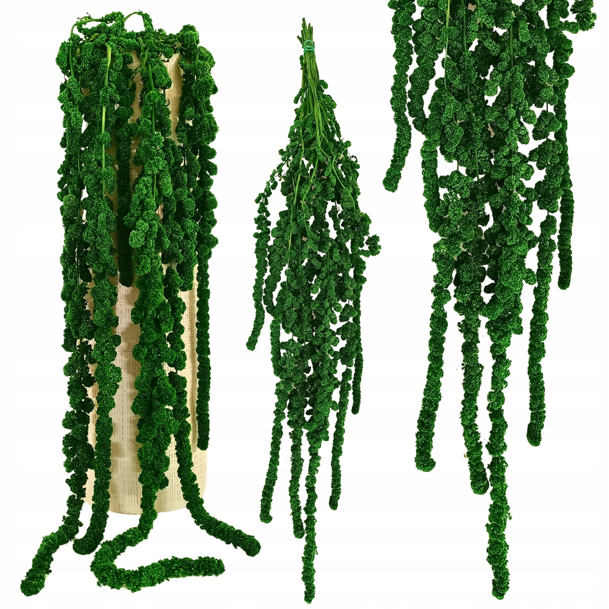 Amarantus Stabilizowany Wiszący Kulisty Szarłat Amaranthus caudatus zielony