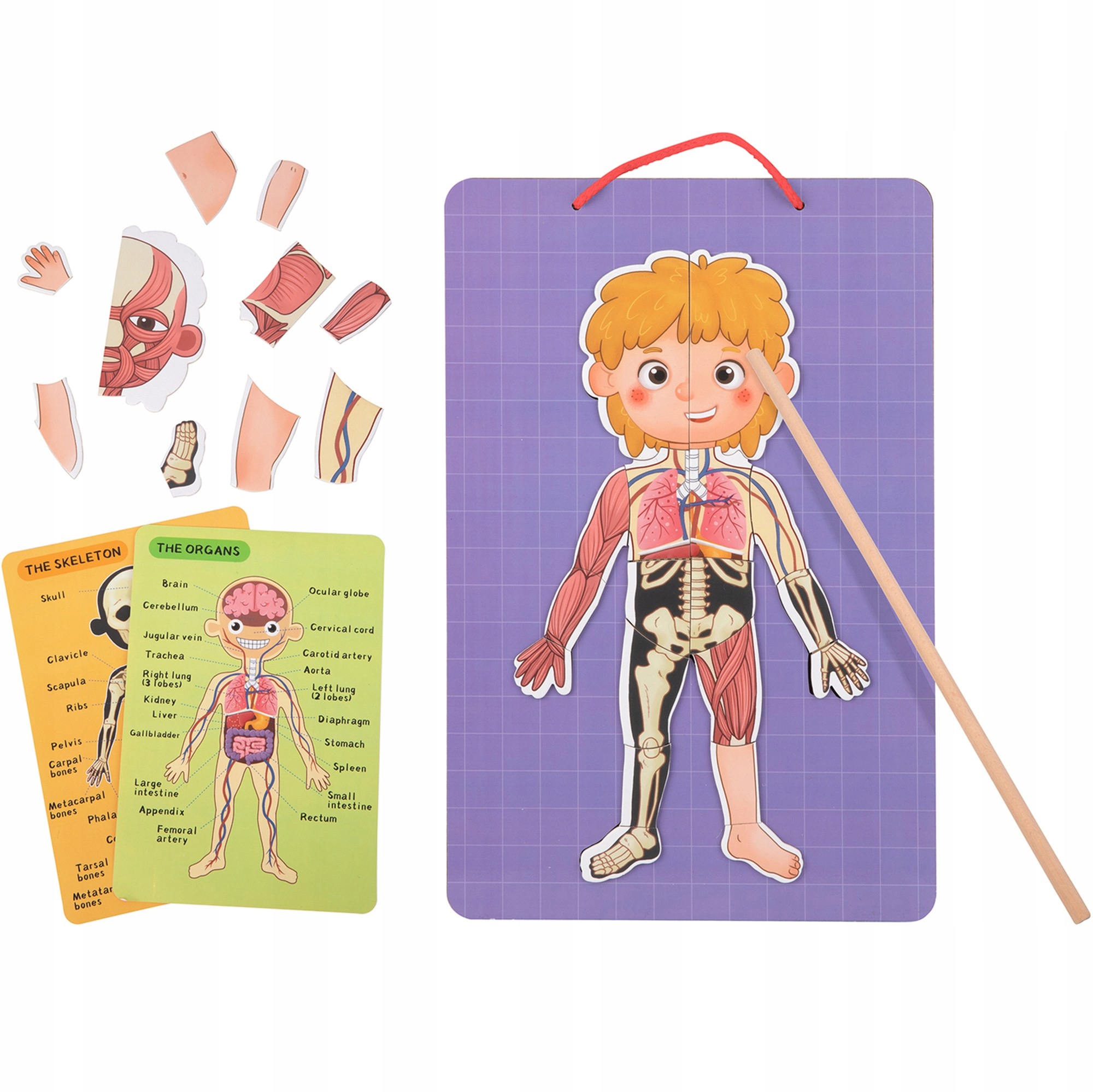 

Tooky Toy Drewniane Puzzle Magnetyczne Anatomia