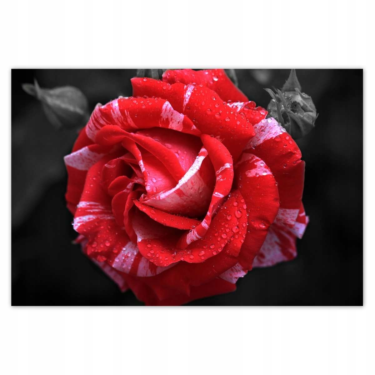 Plakáty 200x135 Bílo-červená růže