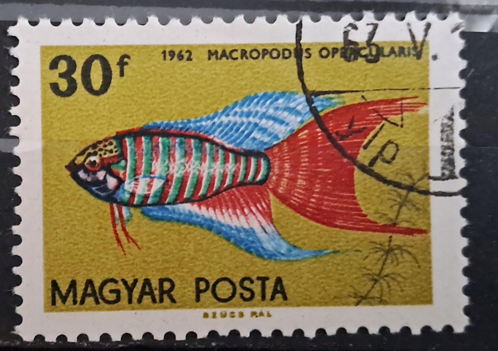 Ryby (kas) - luzak - do uzupełnień 13/5