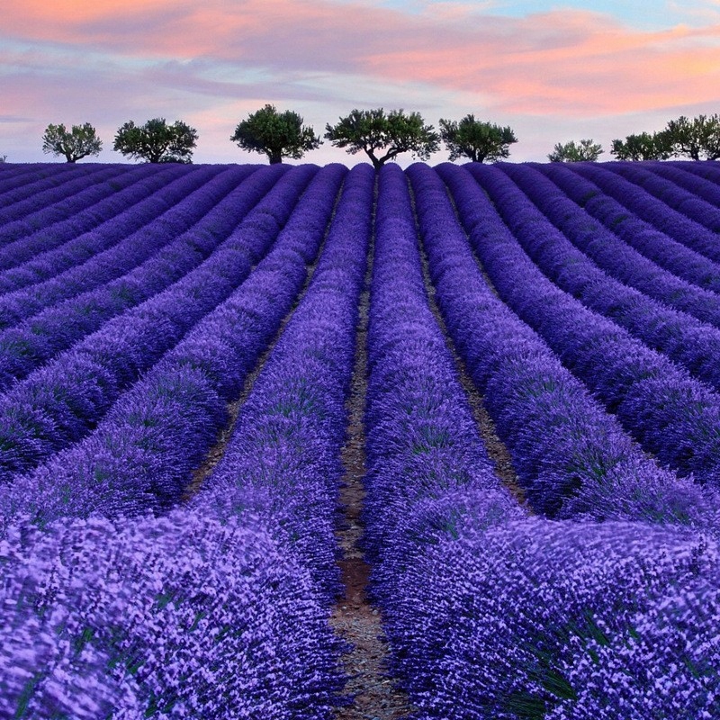 2000 NASION LAVENDY – UPRAWA W KAŻDEJ PORZE ROKU