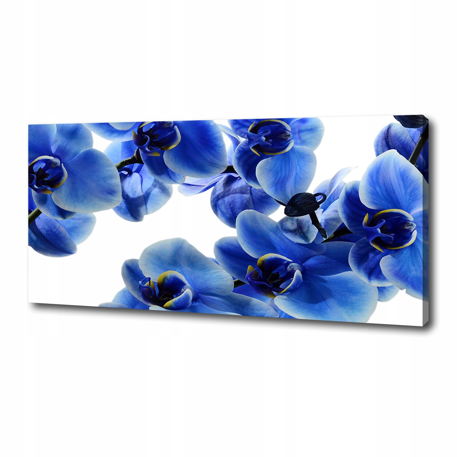 

Foto obraz na płótnie Niebieska orchidea 125x50 cm