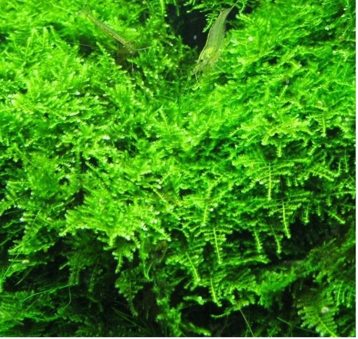 Mech Christmas moss kubek 10 cm in vitro