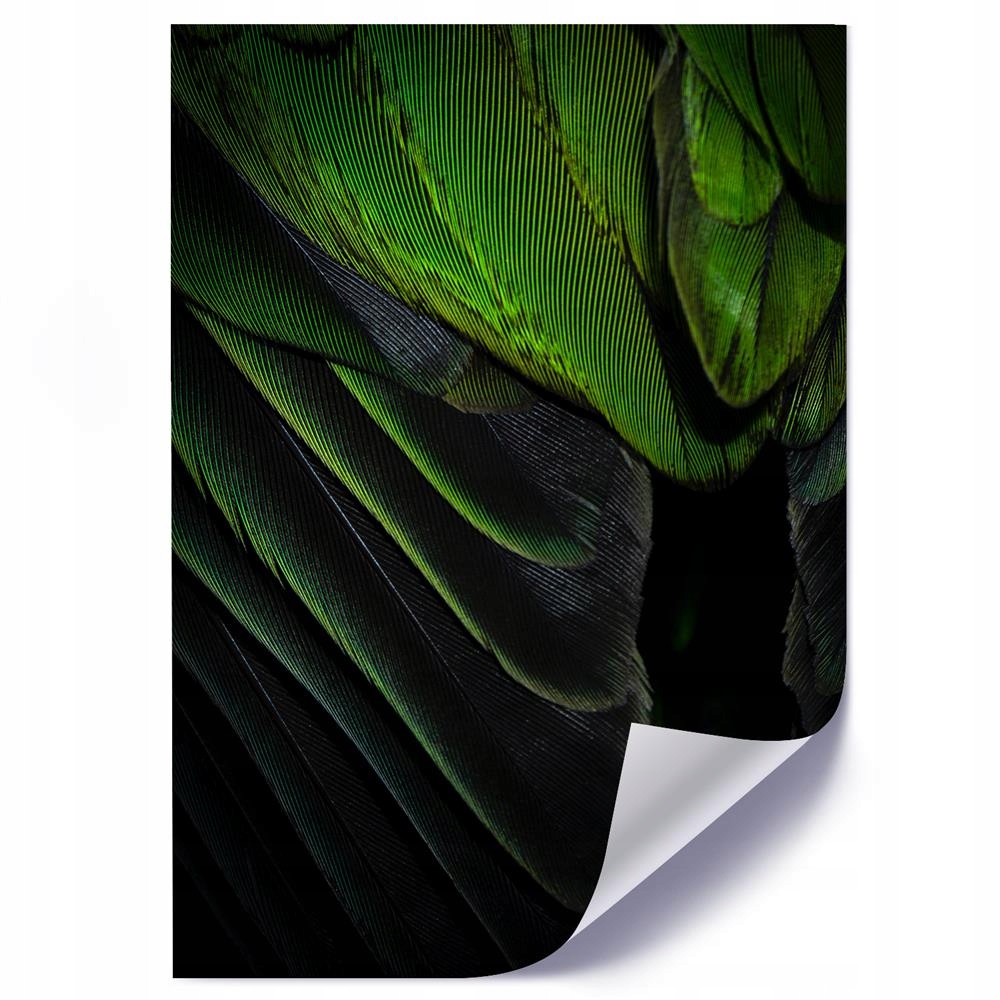 

Plakat Zielone Pióra 60x90