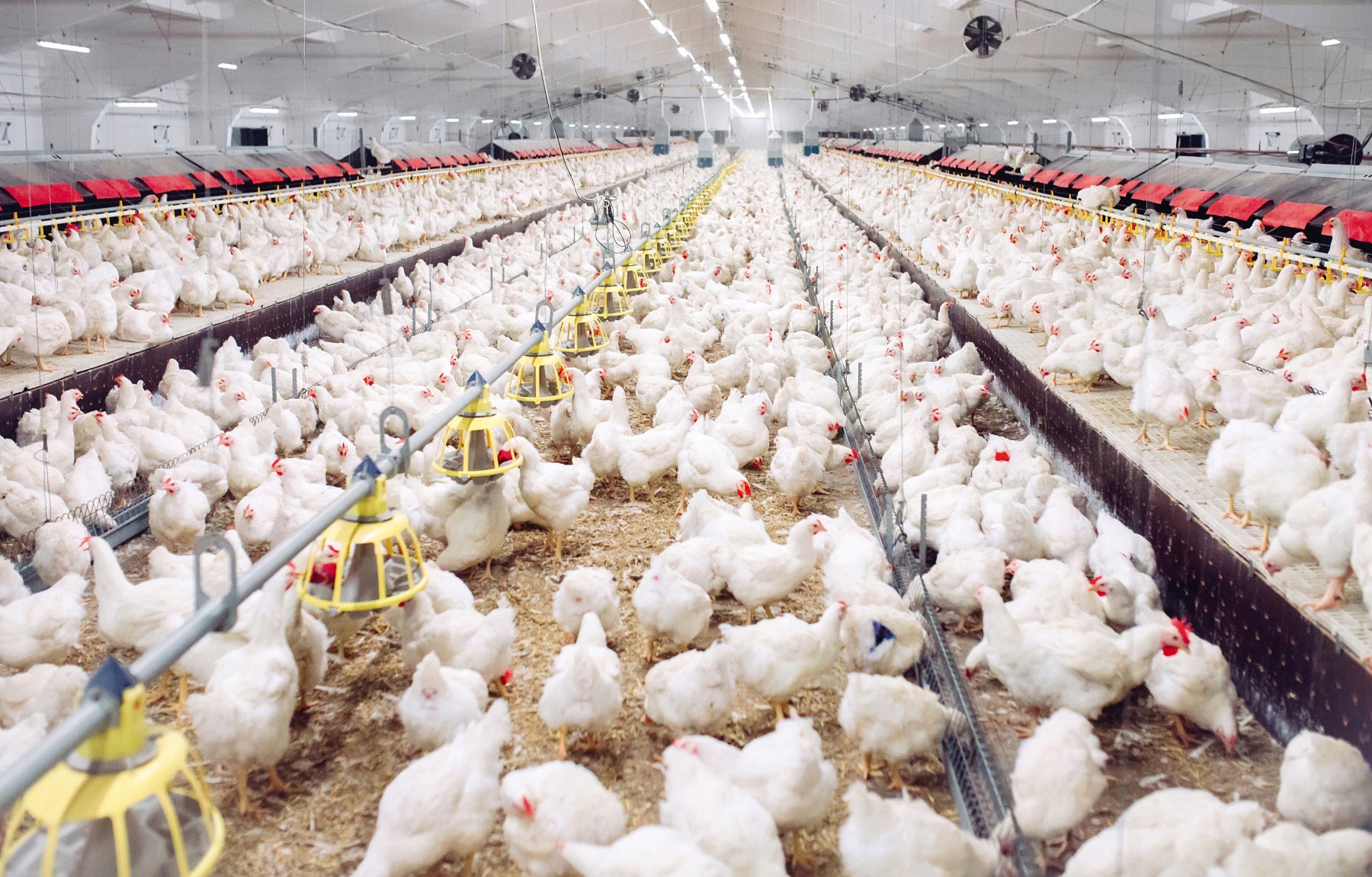 OPRYSK PŁYN ŚRODEK NA ROZTOCZA PTASZYŃCA KURZEGO PTASZYŃCE NO PEST 100ML Stan opakowania oryginalne