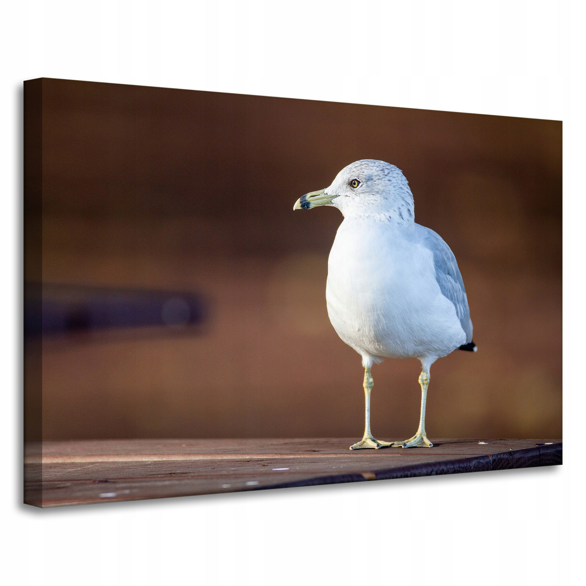 Obraz Canvas Zvířata Pták Mořský rack 90x60 cm