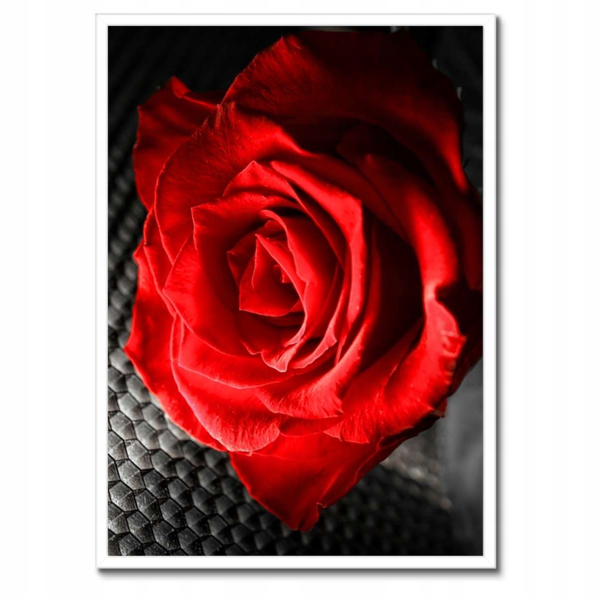 Plakáty v rámu 50x70 Červená mezi šedou