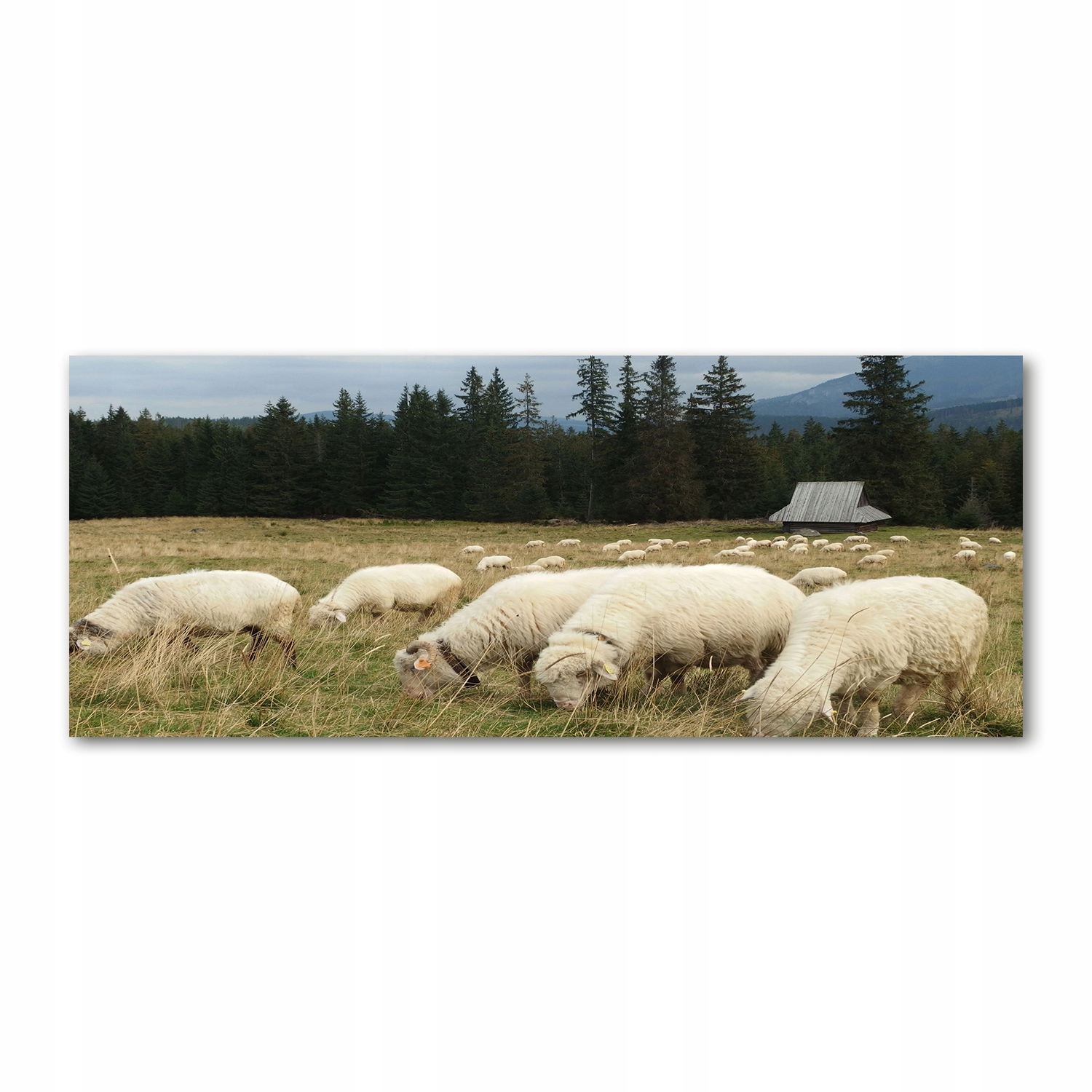 

Foto obraz akryl zdjęcie Pasące się owce 125x50 cm