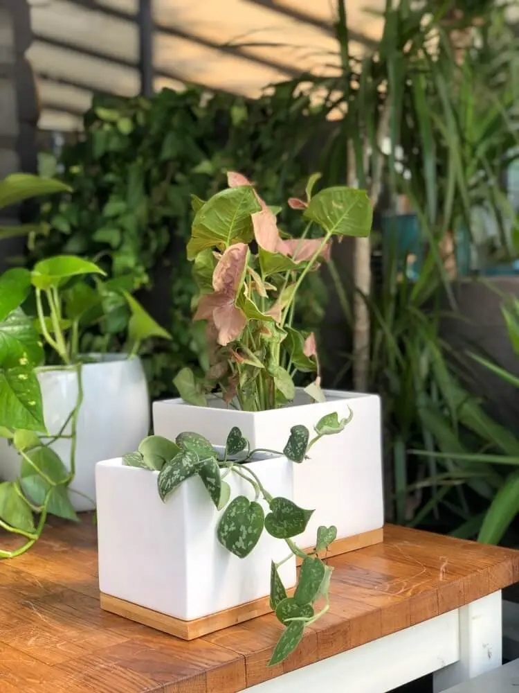 KWADRATOWA BIAŁA DONICZKA Z DREWNIANĄ PODSTAWKĄ 14X13 CM Materiał ceramika