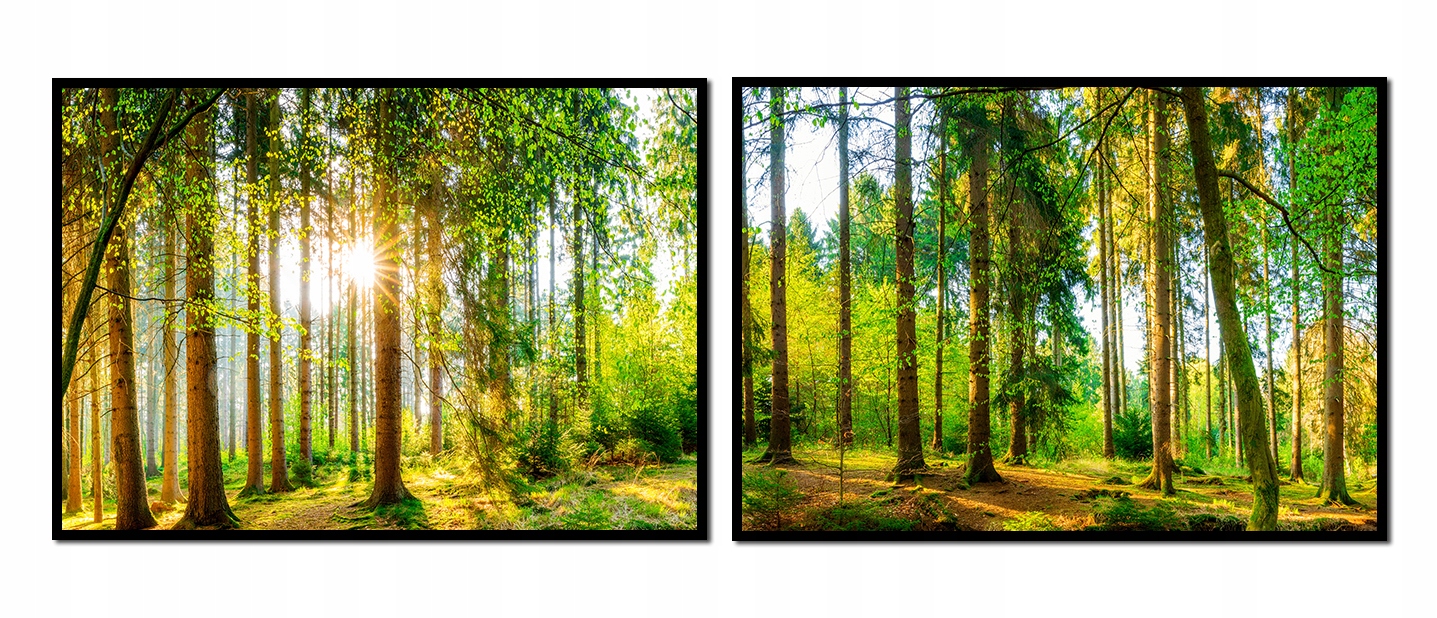 

Obraz Plakaty W Ramie 53x73cm Dyptyk Las P1011