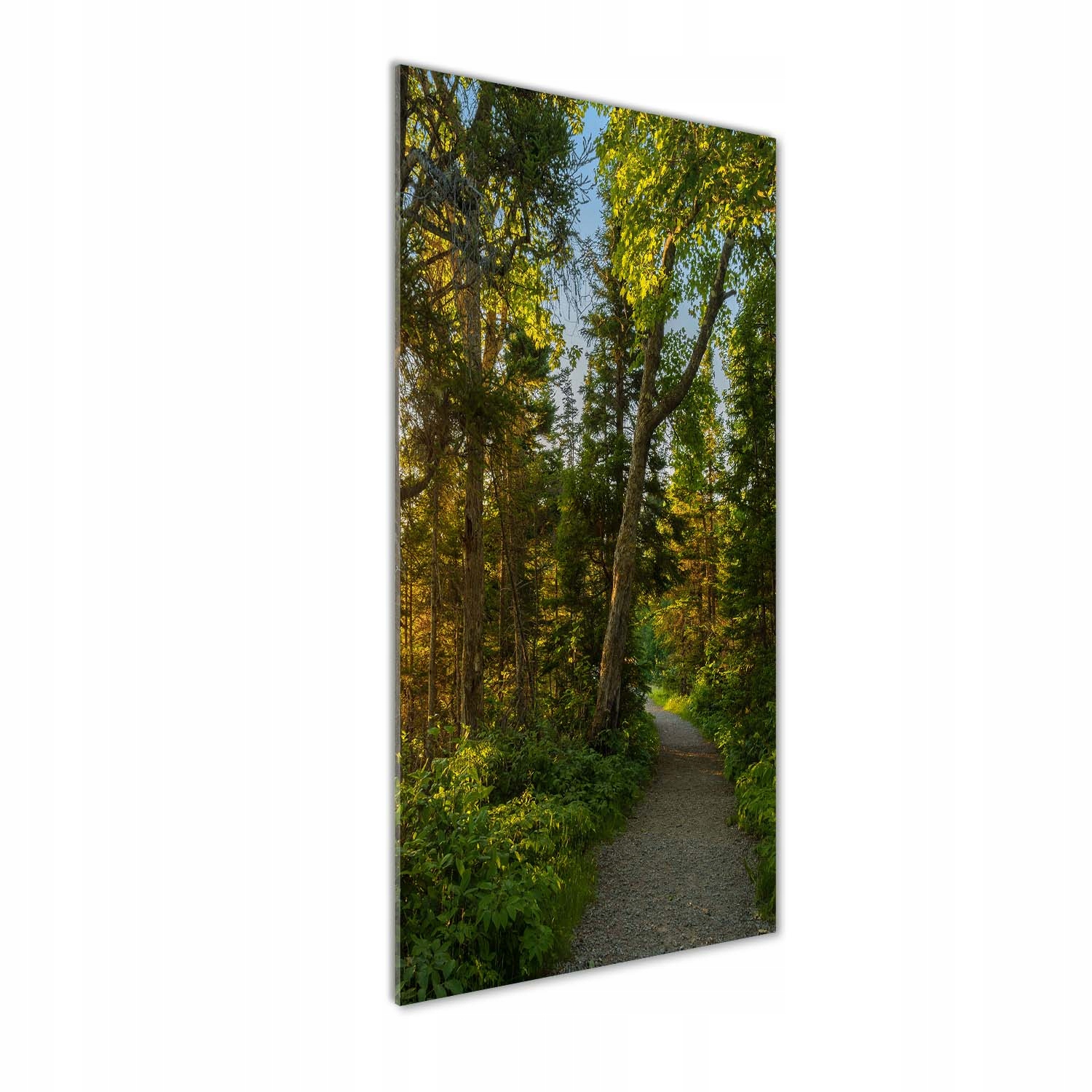 

Foto obraz szkło akrylowe Ścieżka w lesie 50x125cm