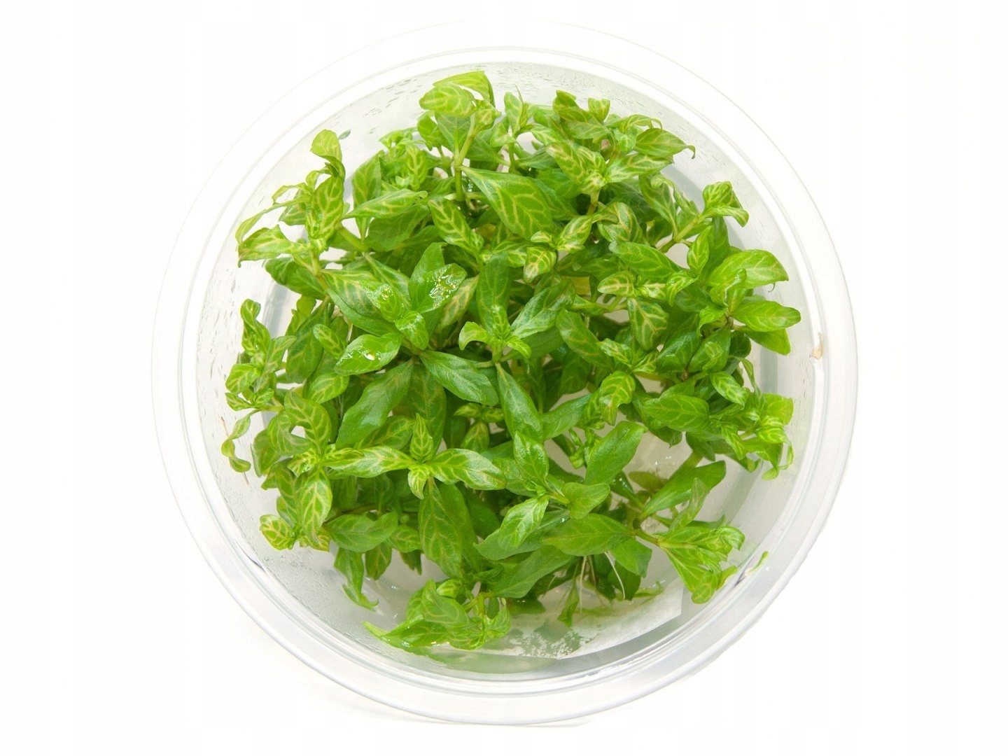 Hygrophila Polysperma 'Sunset' in vitro kubek 10cm
