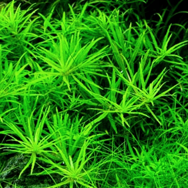 Limnophila vietnam mini - RA koszyk duży XXL
