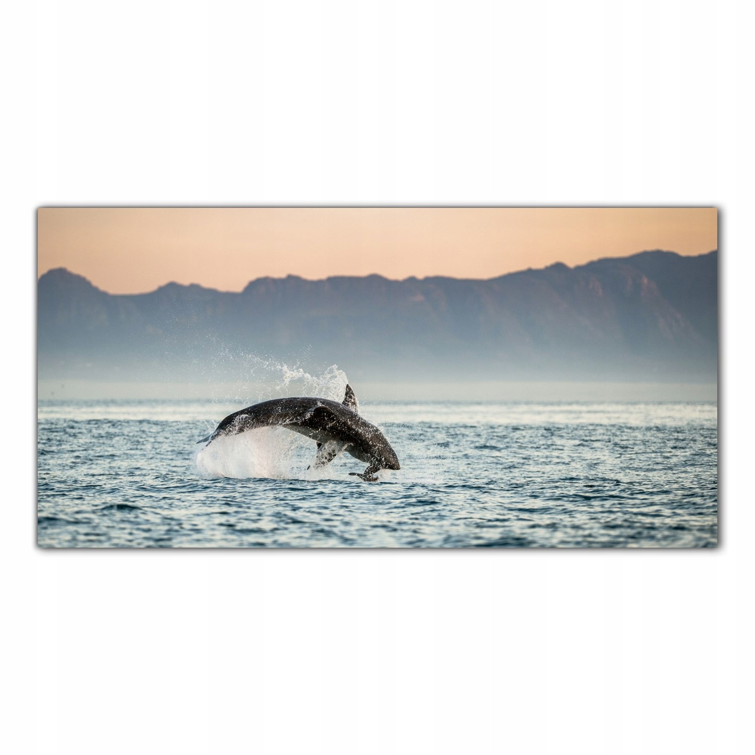 Žralok Bílý Žralok 100x50 Panel tvrzené sklo