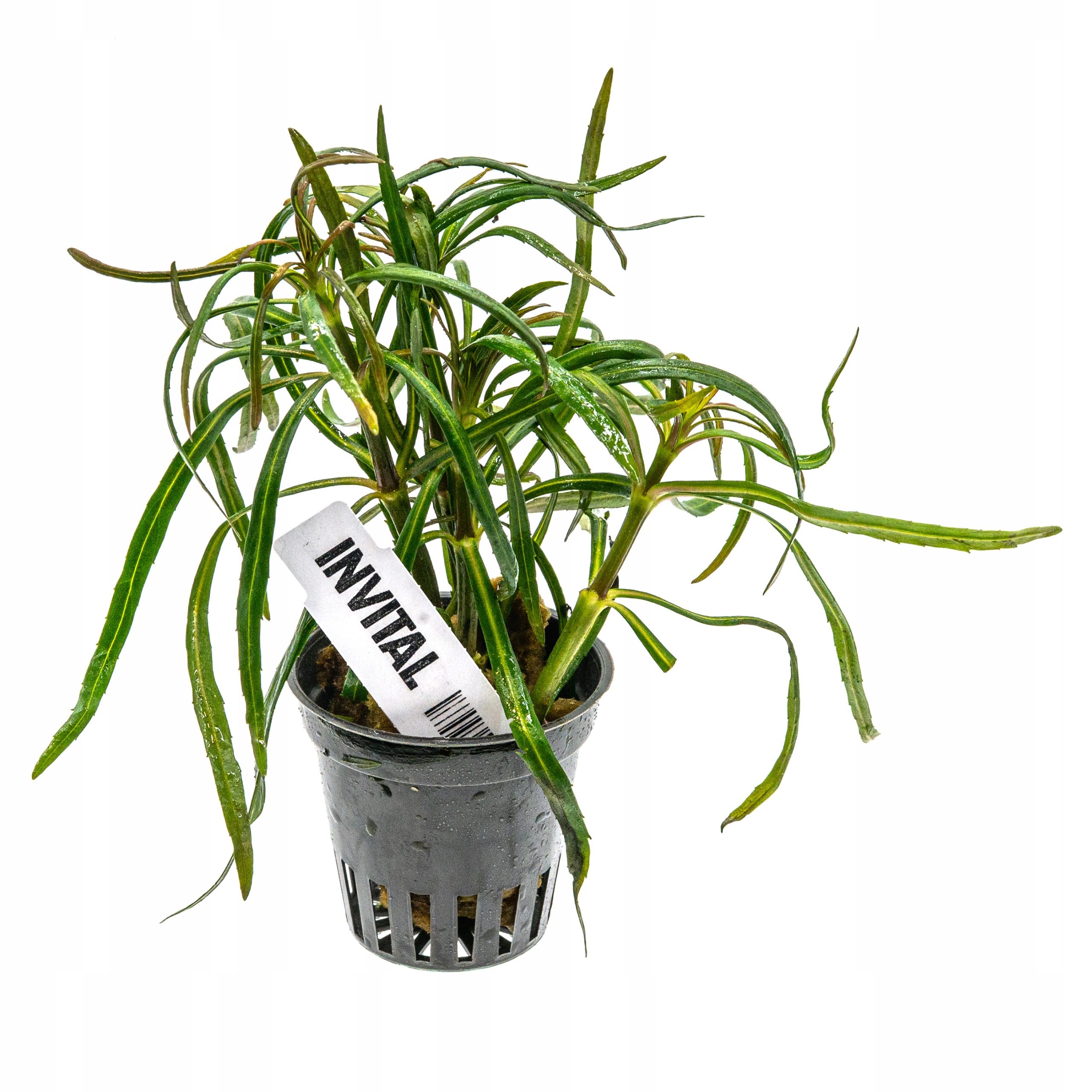 INVITAL Eustralis Pogostemon stellata koszyk Ø 5,5cm