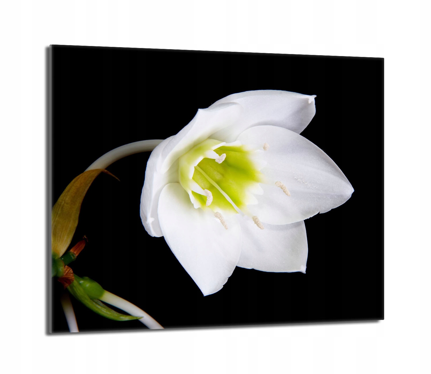 Skleněná ochranná deska na sporák 60x52 Orchidej Do Kuchyně