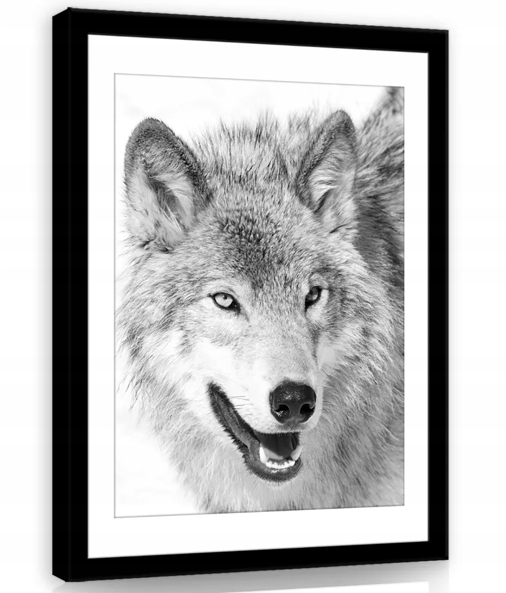 Obraz Na Plátně Canvas 75x100 Vlk Portrét Čb (černobílý)