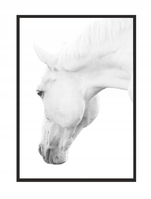 

Obraz, Plakat W Ramie 73x53 cm Koń P501