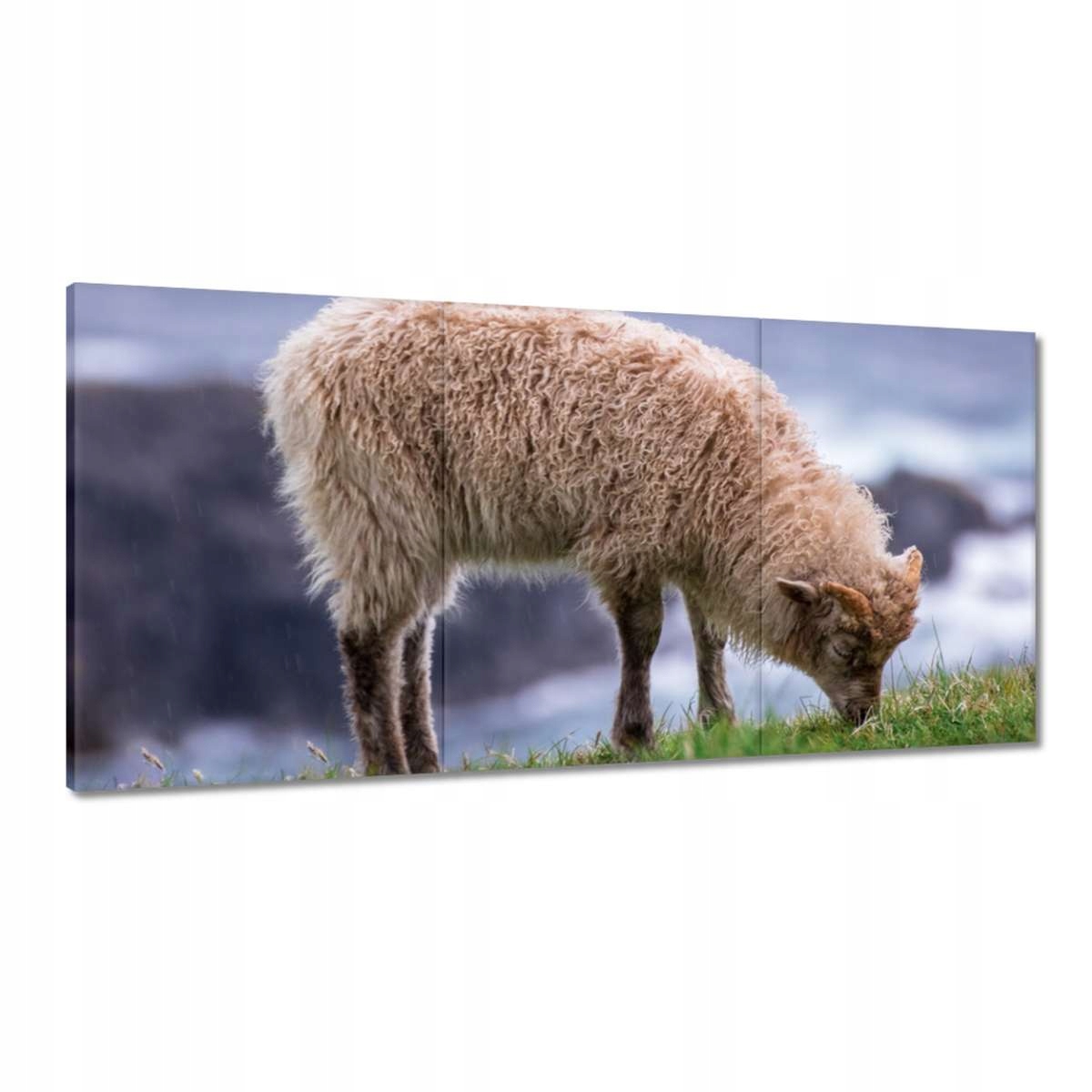 Obrazy 180x90 Pasenie oviec Ovce