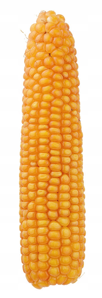 Семена Кукурузы Померанская Кукуруза С1 З / К 200