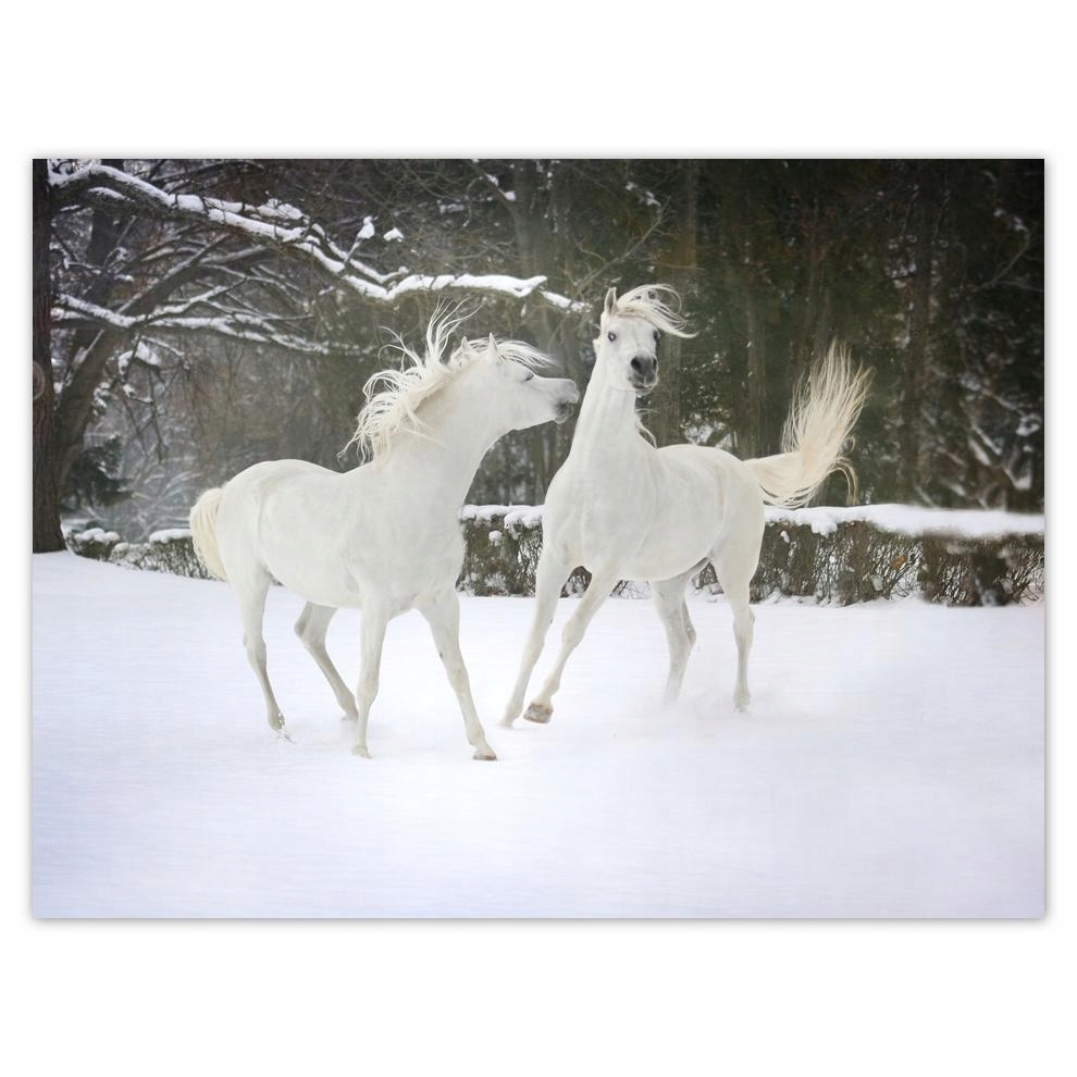 

Plakat 40x30 Koń Konie Jeździectwo