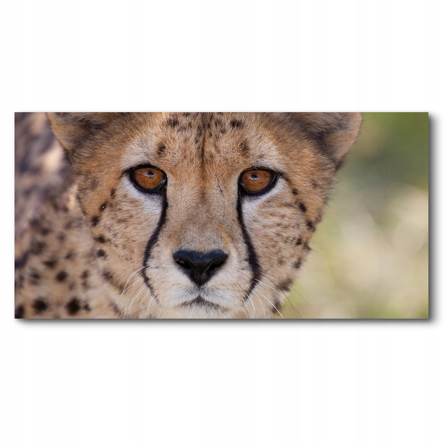 Oči gepard 140x70 Foto obraz na plátně do pokoje