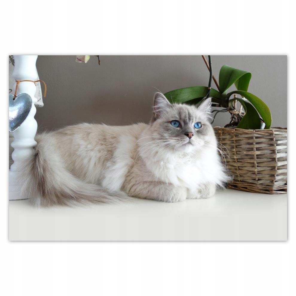 

Plakaty 60x40 Kot rasy Ragdoll