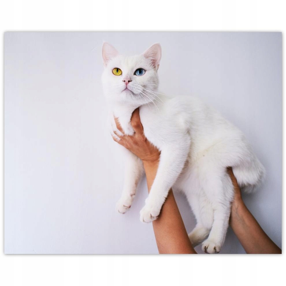 

Plakat 50x40 Piękny kot Kotek