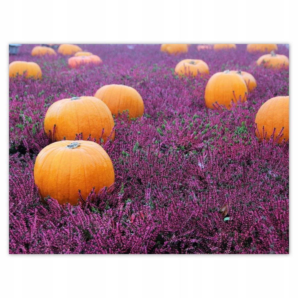 

Plakat 40x30 Wrzosowisko z dyniami