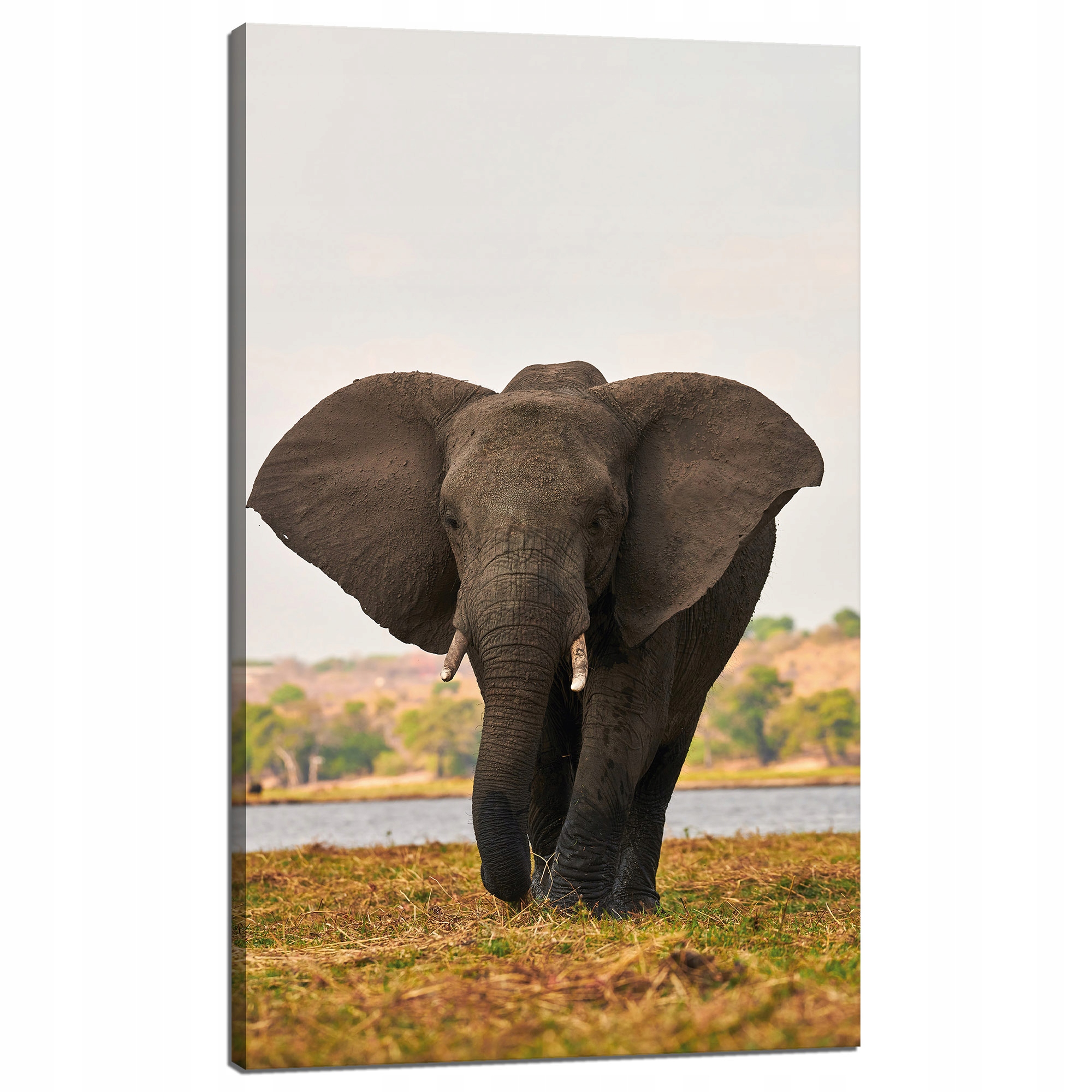 Obraz na plátně Velký šedý slon na savaně 60 x 100 cm