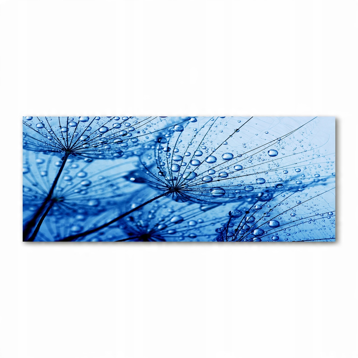 

Foto obraz szkło akryl Nasiona dmuchawca 125x50 cm