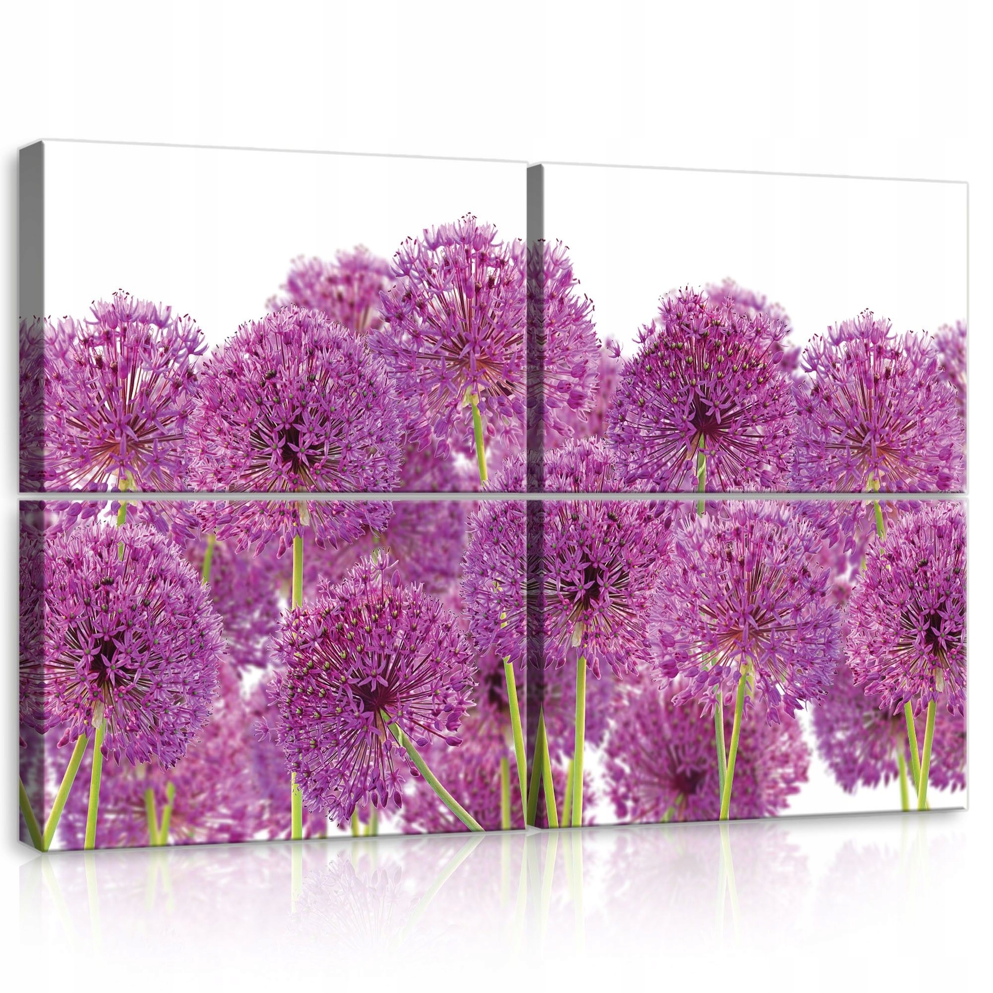 Obraz 120x80 Alium ozdobná cibuľa fialová guľovité kvetenstvo jar leto