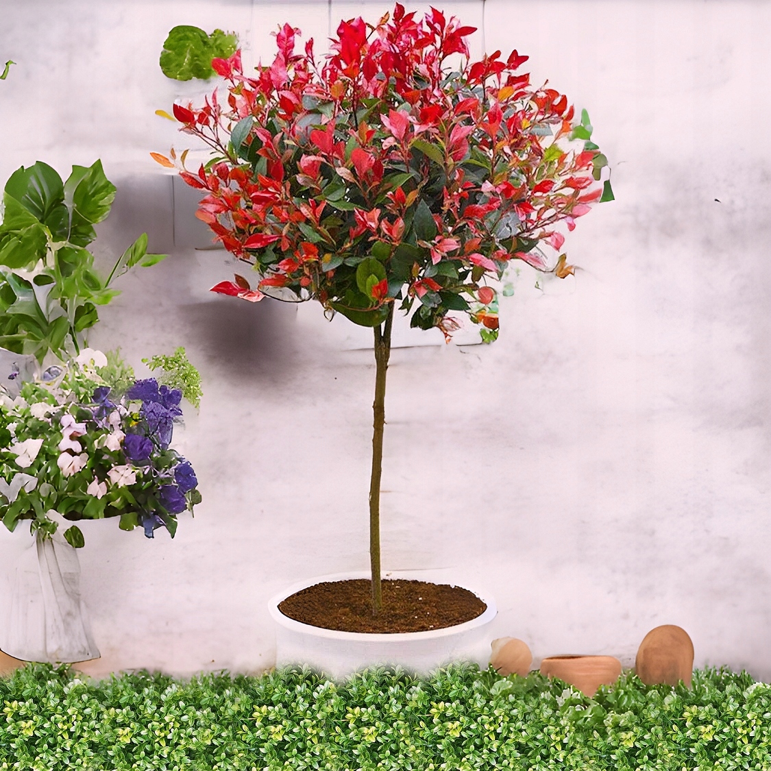 Боярышник на стволе Красный Робин вечнозеленый